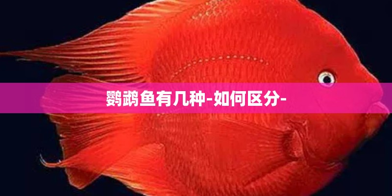鹦鹉鱼有几种-如何区分-