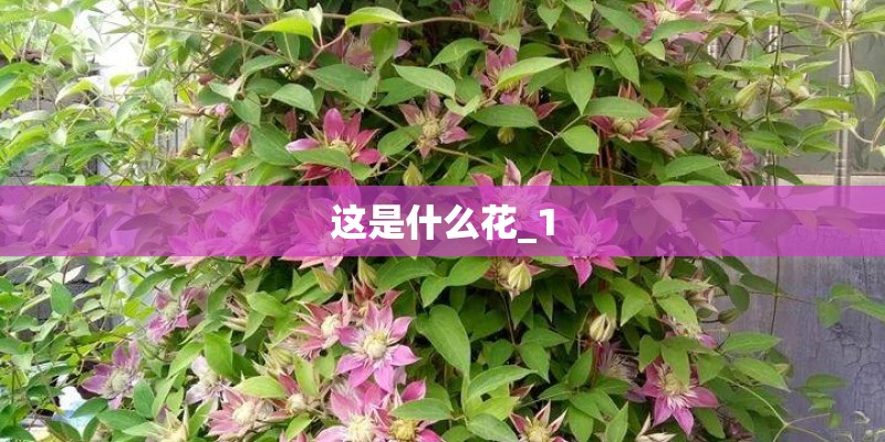 这是什么花_1