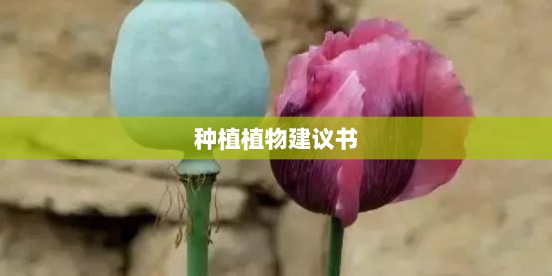 种植植物建议书