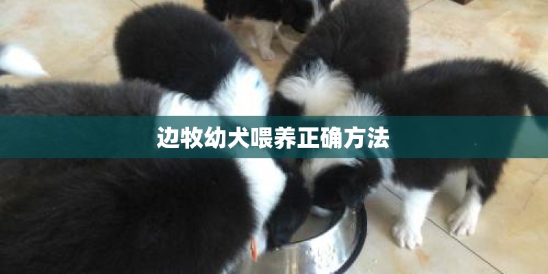 边牧幼犬喂养正确方法