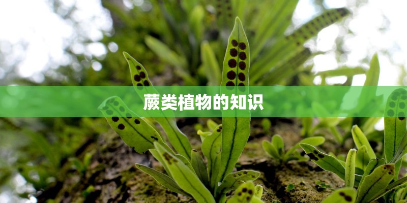 蕨类植物的知识