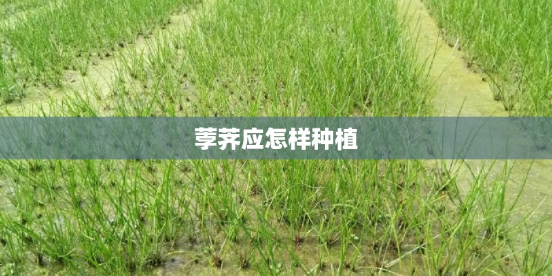 荸荠应怎样种植
