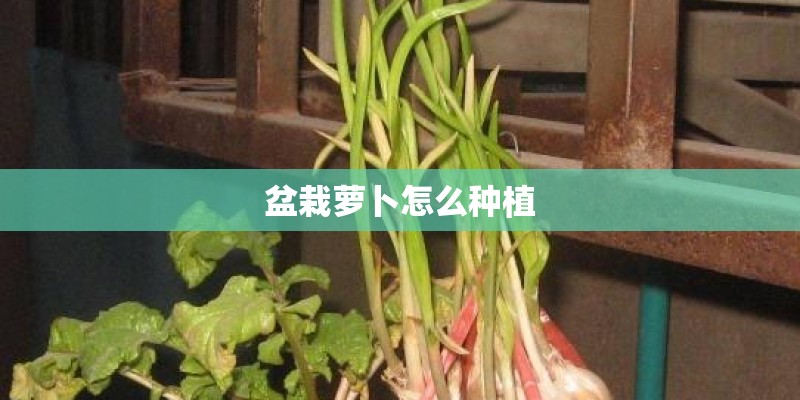 盆栽萝卜怎么种植