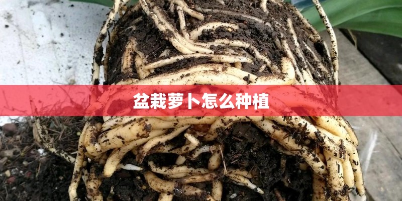 盆栽萝卜怎么种植