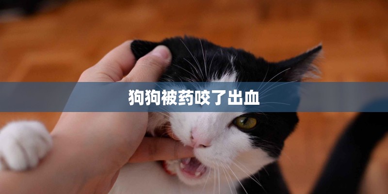 狗狗被药咬了出血