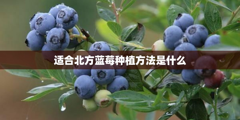 适合北方蓝莓种植方法是什么