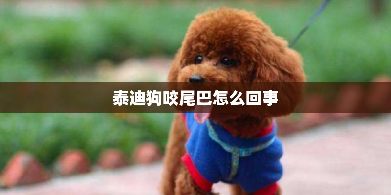 泰迪狗咬尾巴怎么回事