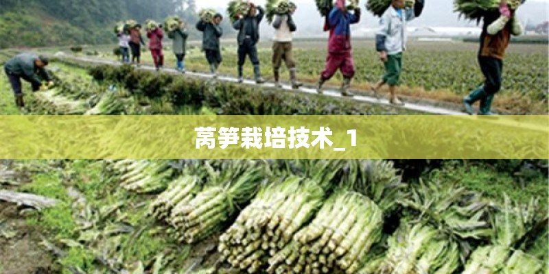 莴笋栽培技术_1