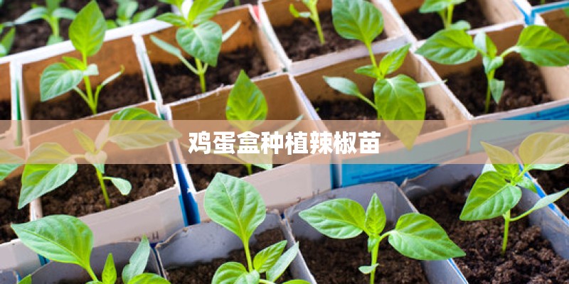 鸡蛋盒种植辣椒苗