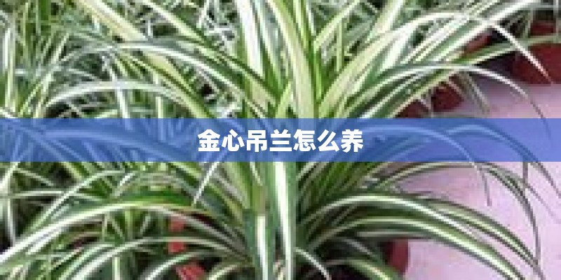 金心吊兰怎么养