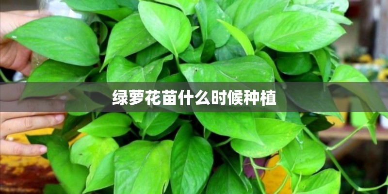 绿萝花苗什么时候种植