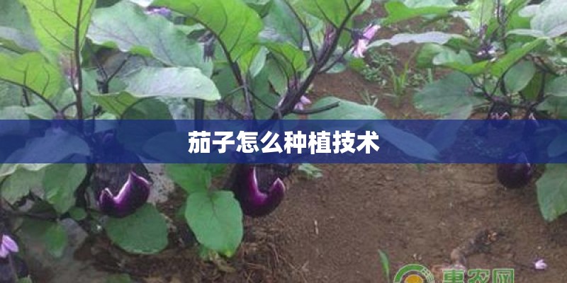 茄子怎么种植技术