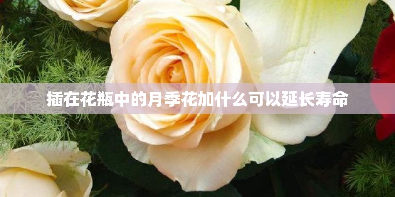 插在花瓶中的月季花加什么可以延长寿命