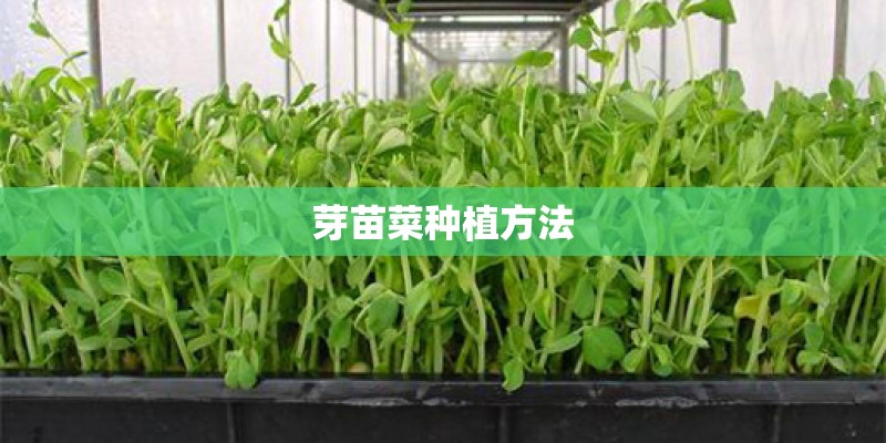 芽苗菜种植方法