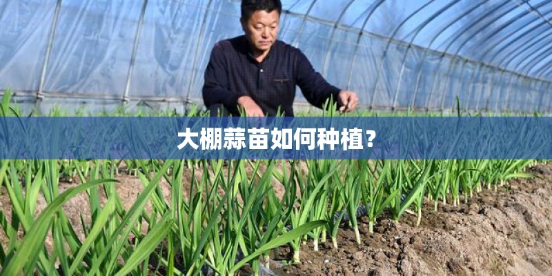 大棚蒜苗如何种植？