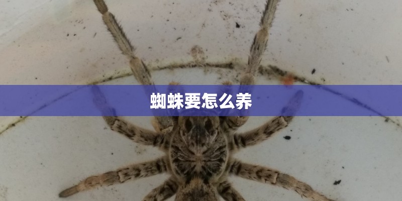 蜘蛛要怎么养
