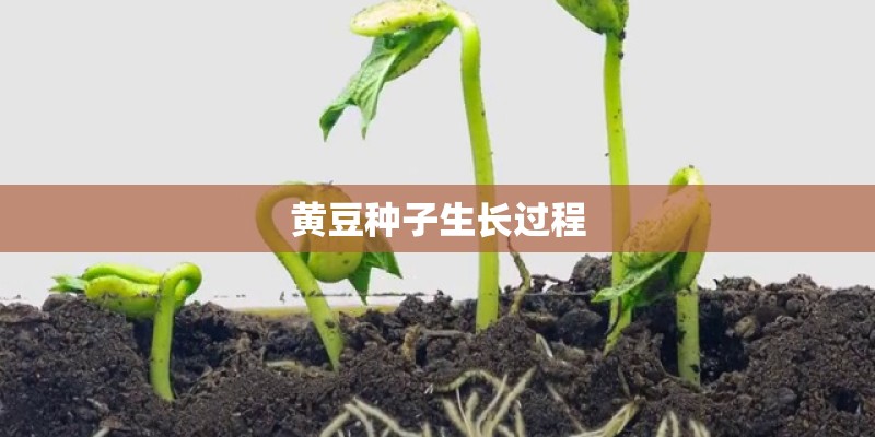 黄豆种子生长过程