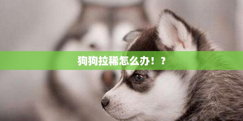 狗狗拉稀怎么办！？