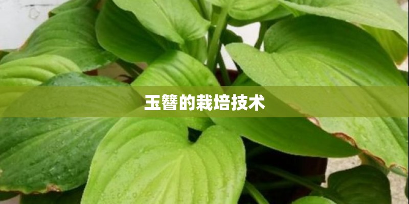 玉簪的栽培技术