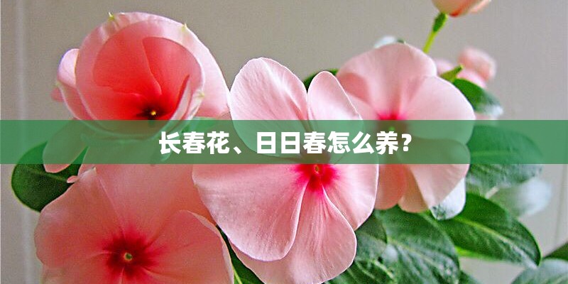 长春花、日日春怎么养？