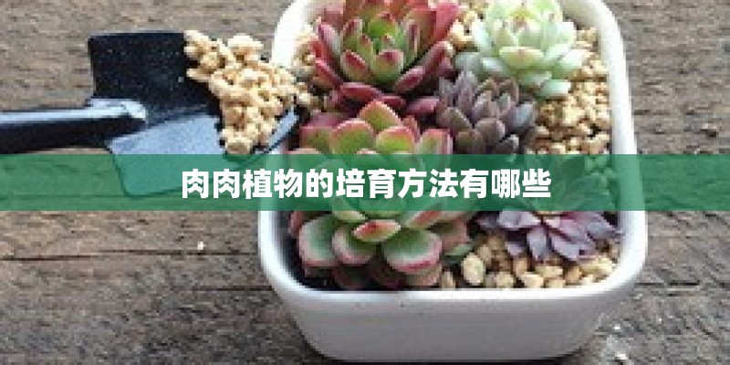肉肉植物的培育方法有哪些