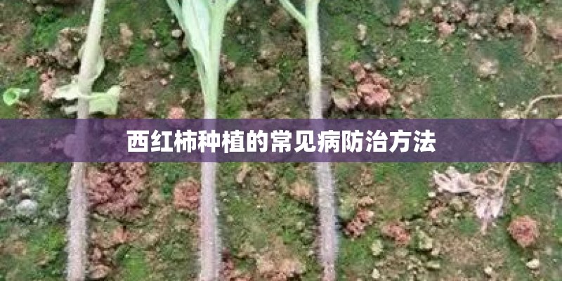 西红柿种植的常见病防治方法