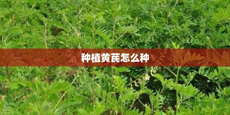 种植黄芪怎么种