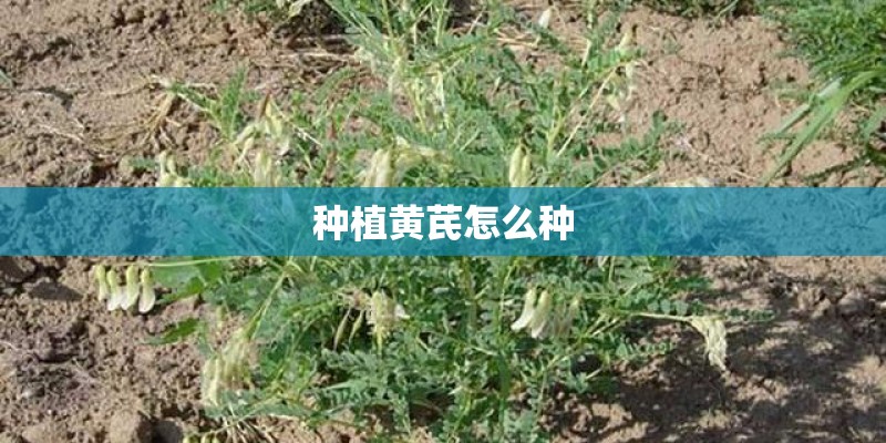 种植黄芪怎么种 种植黄芪怎么种