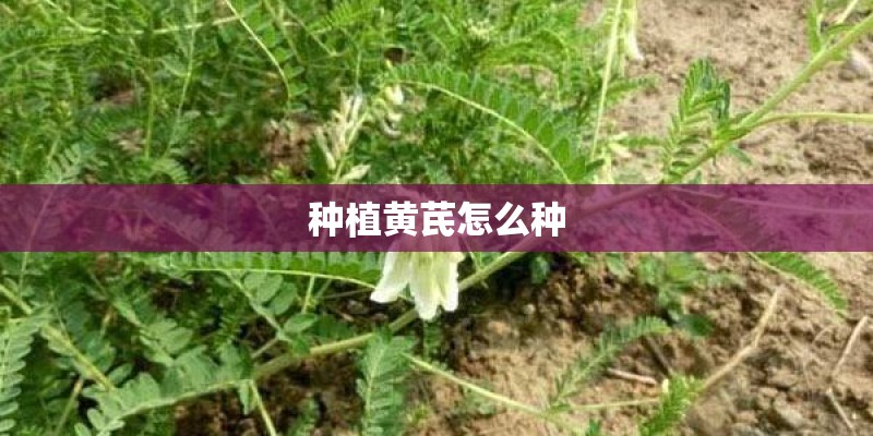 种植黄芪怎么种 种植黄芪怎么种