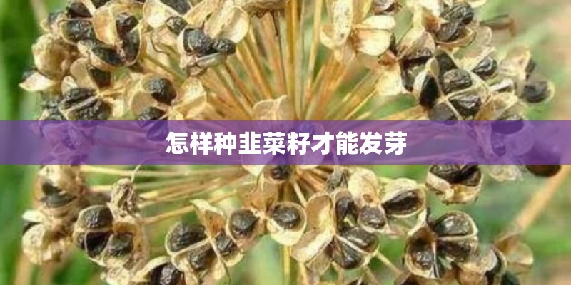 怎样种韭菜籽才能发芽
