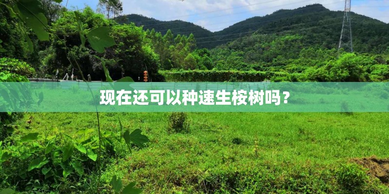 现在还可以种速生桉树吗? 现在还可以种速生桉树吗?