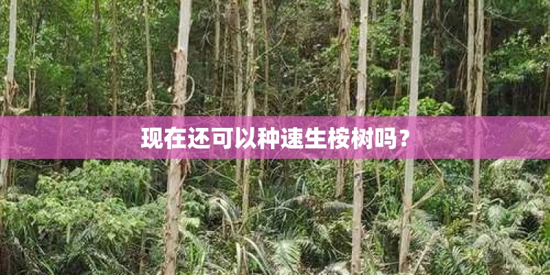 现在还可以种速生桉树吗? 现在还可以种速生桉树吗?