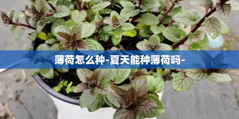 薄荷怎么种-夏天能种薄荷吗-