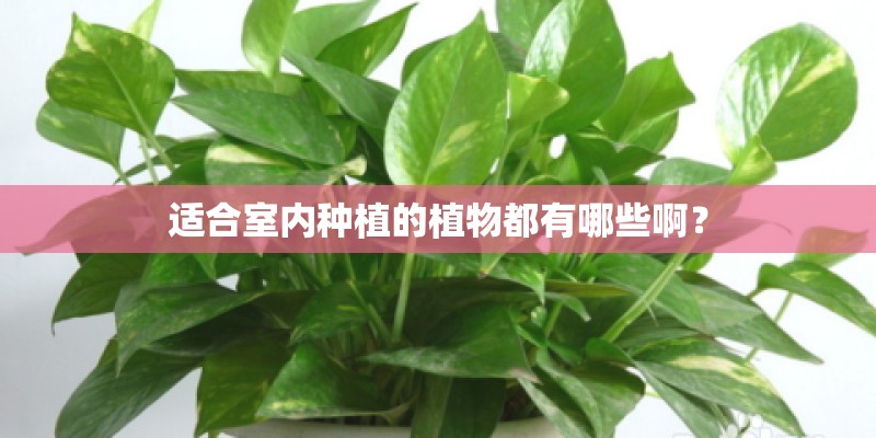适合室内种植的植物都有哪些啊？