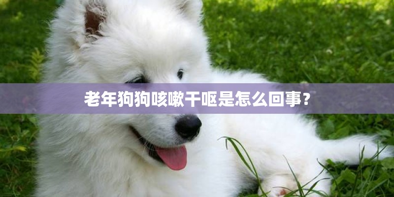 老年狗狗咳嗽干呕是怎么回事? 老年狗狗咳嗽干呕是怎么回事?