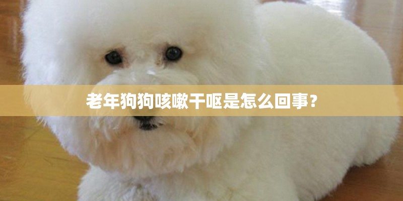 老年狗狗咳嗽干呕是怎么回事? 老年狗狗咳嗽干呕是怎么回事?