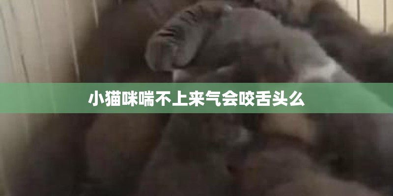 小猫咪喘不上来气会咬舌头么