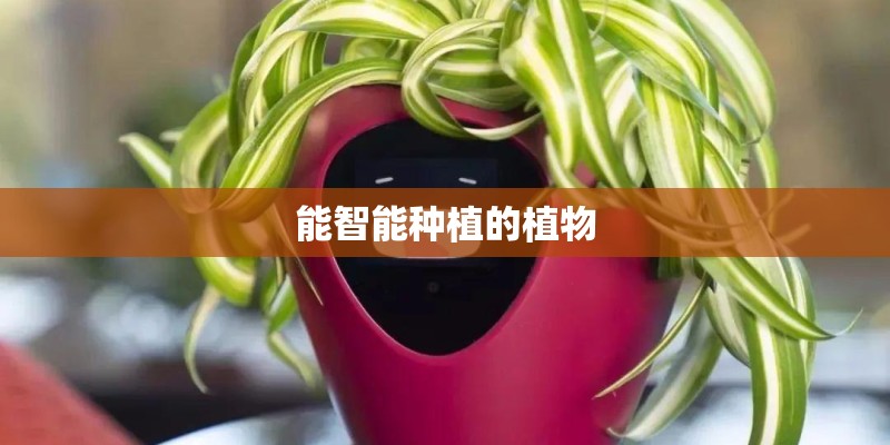 能智能种植的植物