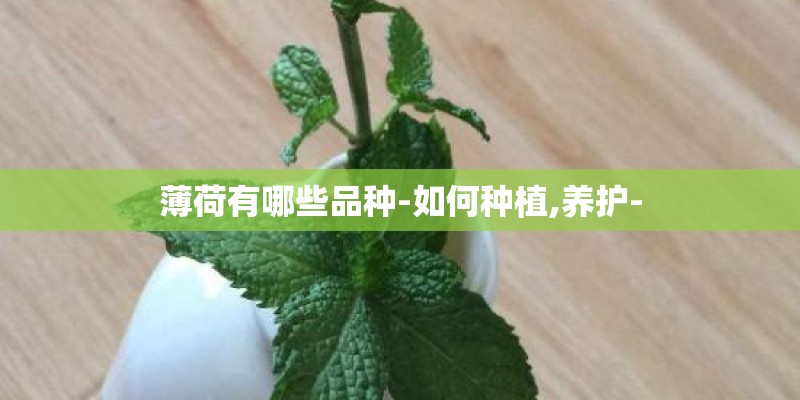 薄荷有哪些品种-如何种植,养护-