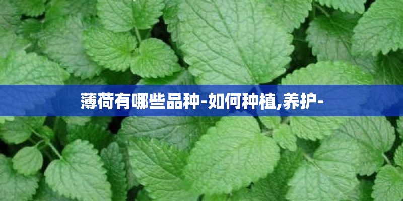 薄荷有哪些品种-如何种植,养护- 薄荷有哪些品种-如何种植,养护-