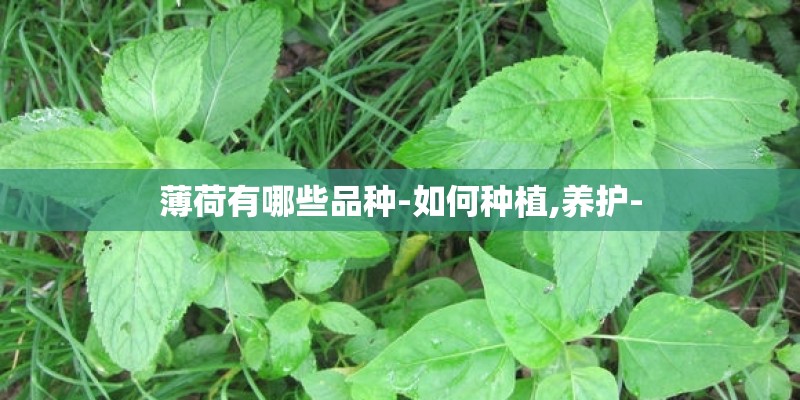 薄荷有哪些品种-如何种植,养护- 薄荷有哪些品种-如何种植,养护-