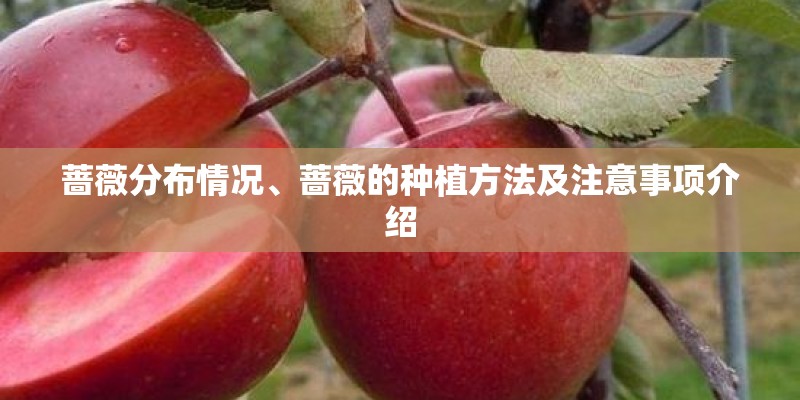 蔷薇分布情况、蔷薇的种植方法及注意事项介绍 蔷薇分布情况、蔷薇的种植方法及注意事项介绍