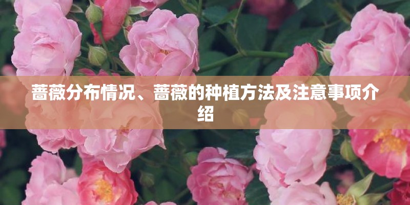 蔷薇分布情况、蔷薇的种植方法及注意事项介绍 蔷薇分布情况、蔷薇的种植方法及注意事项介绍