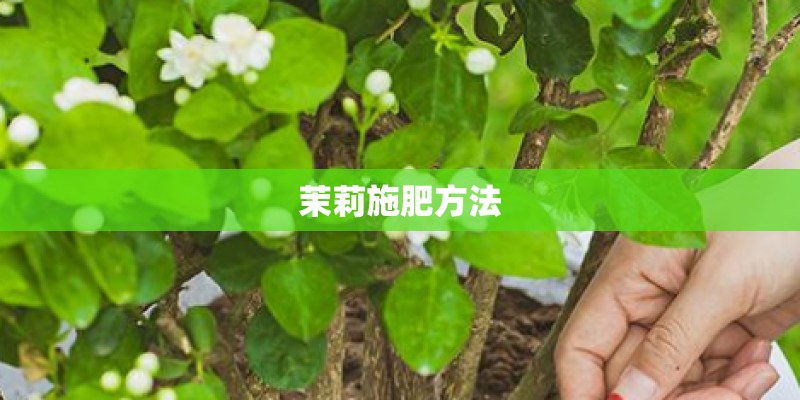 茉莉施肥方法 茉莉施肥方法