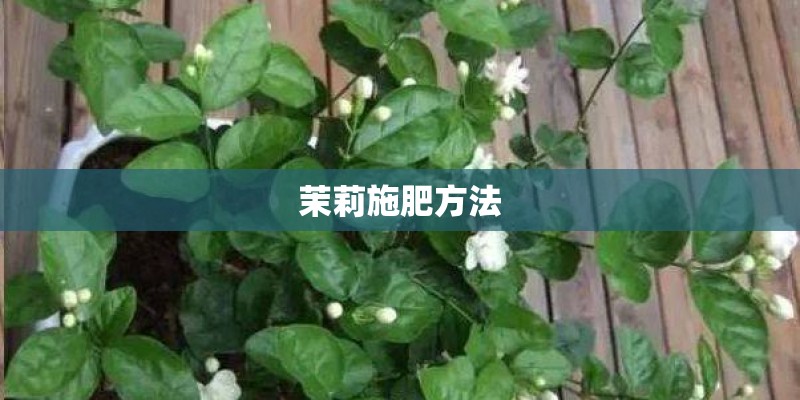茉莉施肥方法 茉莉施肥方法