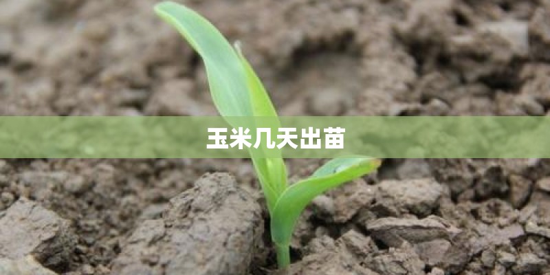 玉米几天出苗