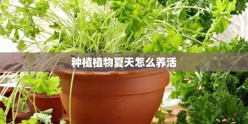 种植植物夏天怎么养活 种植植物夏天怎么养活