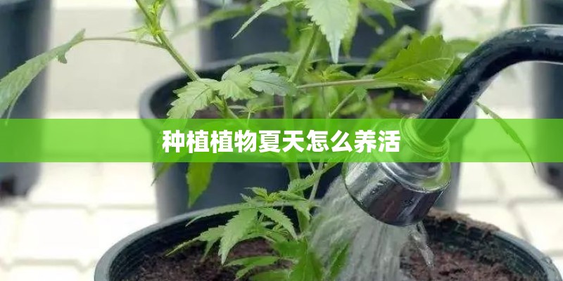 种植植物夏天怎么养活 种植植物夏天怎么养活