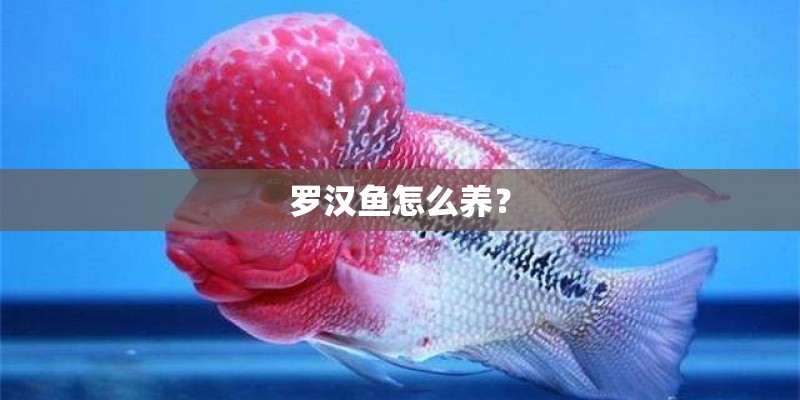 罗汉鱼怎么养? 罗汉鱼怎么养?