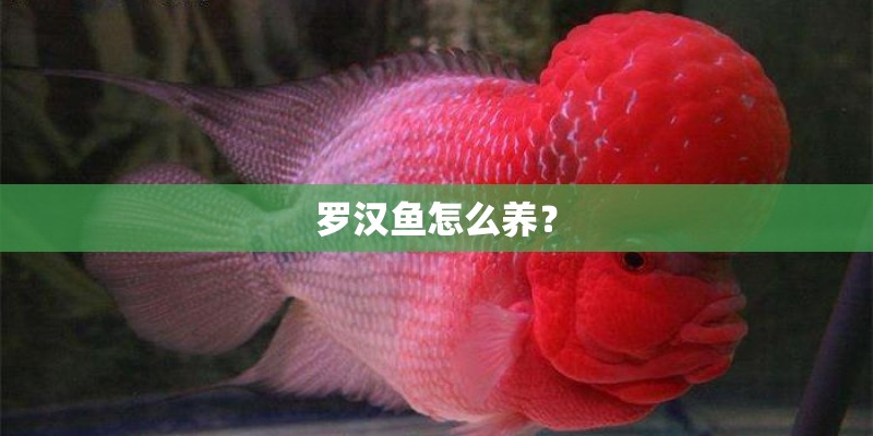 罗汉鱼怎么养? 罗汉鱼怎么养?